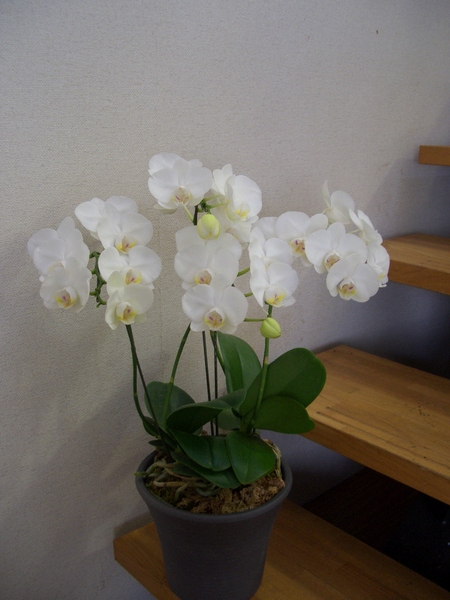 ��ȥ���ȥ�󥹡���󥿥�򴹡���ȭ��3.300��
