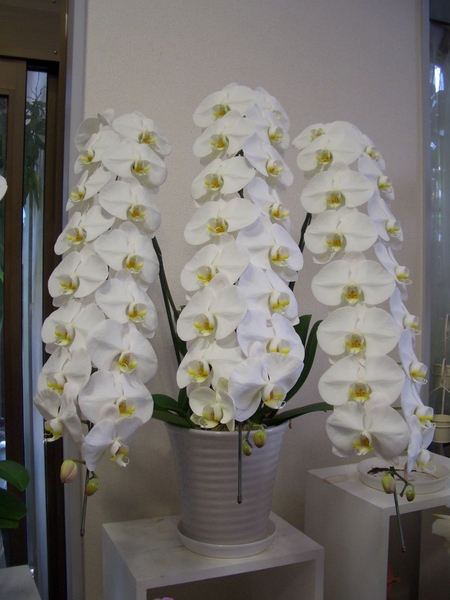 ���������ˤ���£���ʤȤ��ơ���33.000���ǹ���